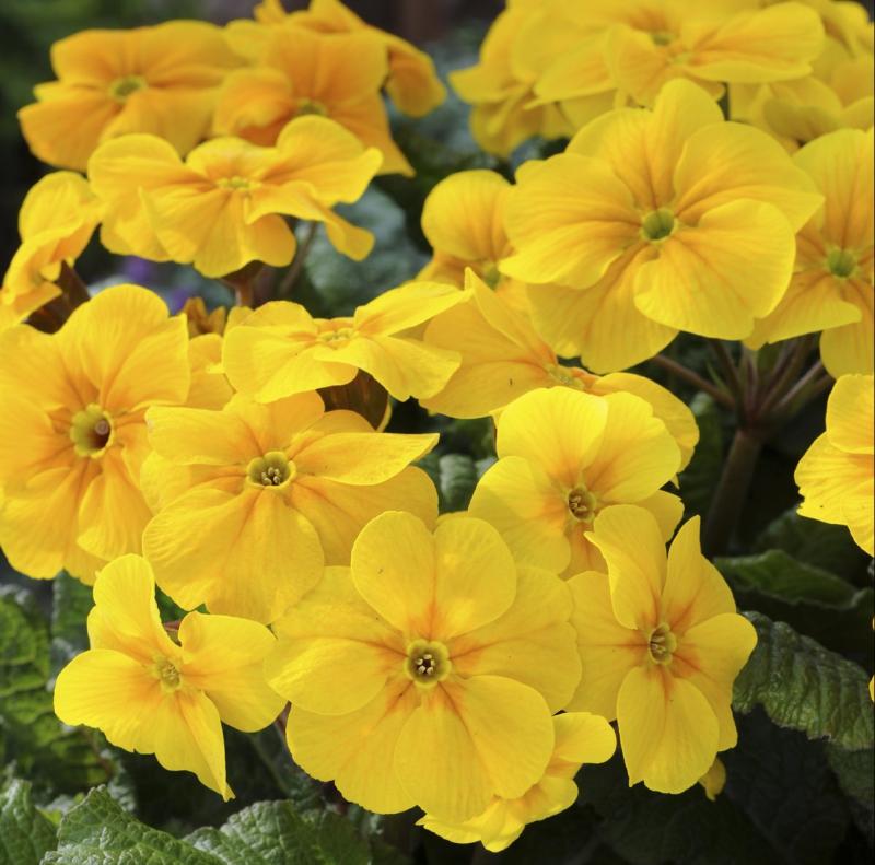 Polyanthus Stella Lunar Gold - велурена иглика (1465)